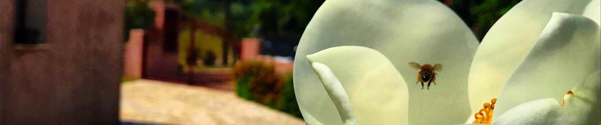 Villa Mandola & Kantrillies Kefalonia