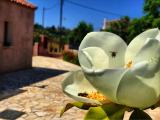 Villa Mandola and Kantrillies, Lakithra Kefalonia