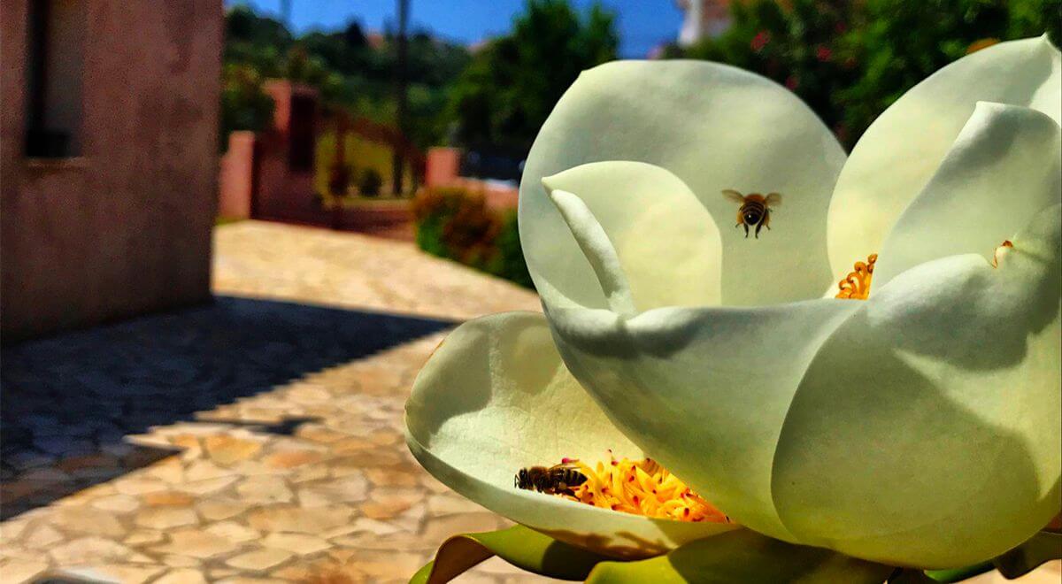 Villa Kantrillies at Lakithra Kefalonia